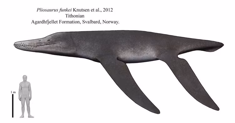 3. Chiều dài cơ thể có thể lên tới 13 mét. Một số mẫu hóa thạch cho thấy Pliosaurus có thể đạt chiều dài bằng một chiếc xe buýt và nặng tới hàng chục tấn. Ảnh: Pinterest.