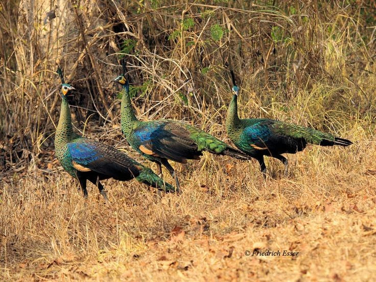 7. Có nguy cơ tuyệt chủng do mất môi trường sống. Rừng nhiệt đới bị tàn phá, săn bắt trái phép và buôn bán động vật hoang dã đang đe dọa nghiêm trọng số lượng cá thể công xanh trong tự nhiên. Ảnh: Pinterest.