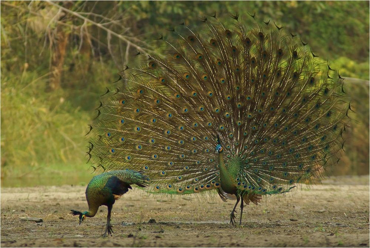 8. Là biểu tượng văn hóa và tôn giáo ở nhiều nước châu Á. Công xanh từng xuất hiện trong nghệ thuật và tín ngưỡng ở Việt Nam, Campuchia và Thái Lan như biểu tượng của sự thanh cao, quyền lực và thần linh. Ảnh: Pinterest.