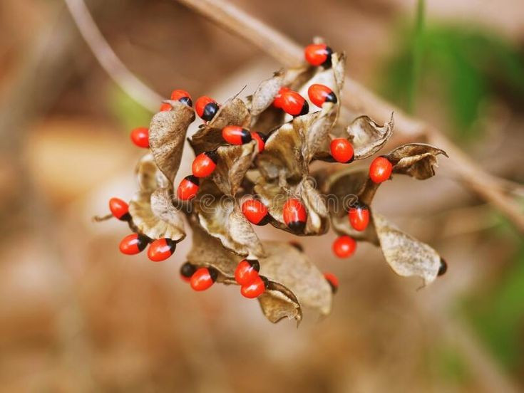 3. Loài cây này chứa chất độc mạnh tên là abrin. Chỉ một lượng nhỏ abrin cũng có thể gây tử vong nếu nuốt phải hạt đã bị vỡ hoặc nhai nát. Ảnh: Pinterest.