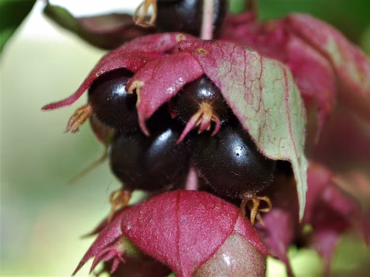 Quả mọng hấp dẫn chim chóc. Sau mùa hoa, cây cho ra những quả mọng nhỏ, chuyển dần từ xanh sang tím đen khi chín. Đây là nguồn thức ăn ưa thích của nhiều loài chim, giúp phát tán hạt giống đi xa và mở rộng phạm vi sinh trưởng. Ảnh: wildfooduk.com.