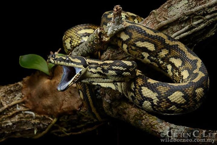 Trăn thảm là loài leo trèo rất giỏi. Cấu tạo cơ thể khỏe và linh hoạt giúp chúng di chuyển dễ dàng trên cây cao. Ảnh: Pinterest.