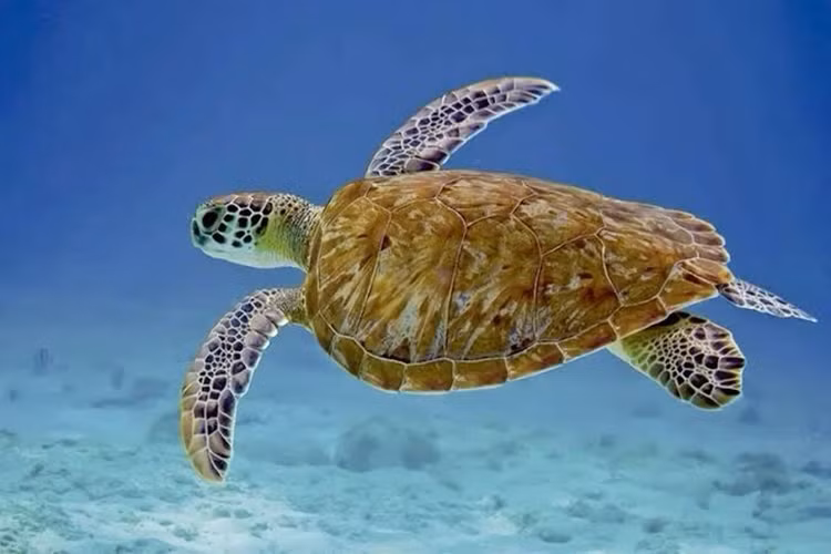 Có thể sống hơn 70 năm. Đồi mồi dứa có tuổi thọ ấn tượng, nhiều cá thể có thể sống từ 60 đến hơn 70 năm trong môi trường tự nhiên. Ảnh: Pinterest.