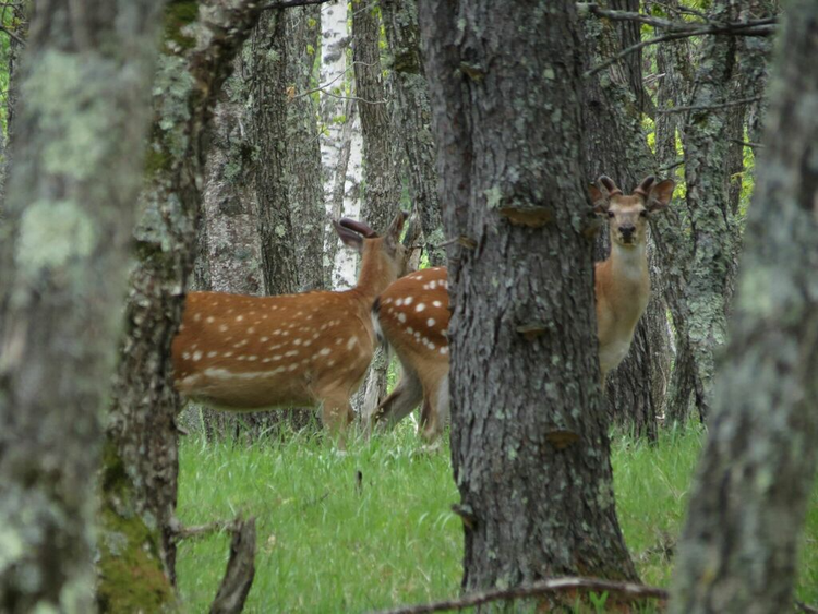 7. Một số phân loài đang bị đe dọa nghiêm trọng. Dù một số quần thể còn phổ biến, nhưng nhiều phân loài hươu sao bản địa đang bị đe dọa do mất rừng và săn bắt trái phép, đặc biệt là ở Đông Nam Á. Ảnh: Pinterest.