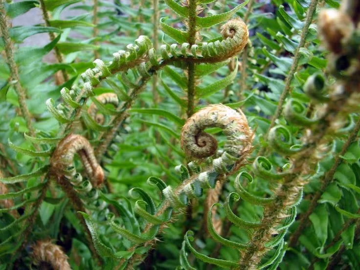 Lá non cuộn tròn như chiếc vòi voi. Những lá dương xỉ non thường cuộn tròn ở đầu. Khi lớn dần, lá sẽ từ từ mở ra thành những phiến lá xẻ thùy mềm mại. Hình ảnh lá non cuộn tròn không chỉ đẹp mắt mà còn là cơ chế bảo vệ phần mô non trước tác động môi trường. Ảnh: Pinterest.