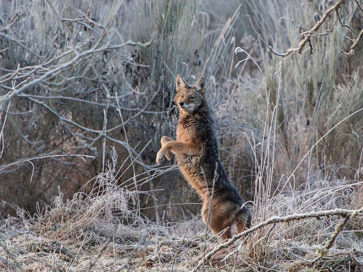 Thông minh và biết ‘tính toán’. Chúng có thể phối hợp theo nhóm để đánh lạc hướng con mồi, thậm chí sử dụng chiến thuật dụ dỗ nhằm bẫy những loài động vật nhỏ hơn. Ảnh: Pinterest.