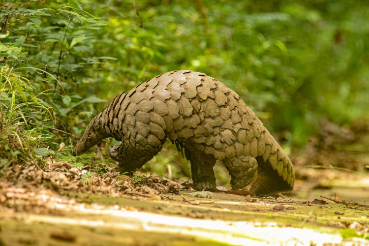 Có tập tính đơn độc. Loài này thường sống một mình, chỉ tìm đến nhau trong mùa sinh sản. Ảnh: National Geographic.