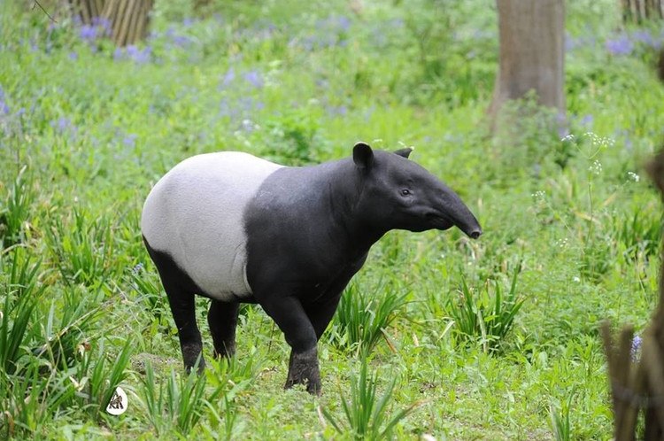 Lợn vòi Mã Lai là loài lợn vòi lớn nhất thế giới. Loài lợn vòi này có thể nặng từ 250 đến 320 kg, thậm chí có cá thể lên đến hơn 400 kg, khiến chúng trở thành “gã khổng lồ” trong họ Lợn vòi. Ảnh: Pinterest.