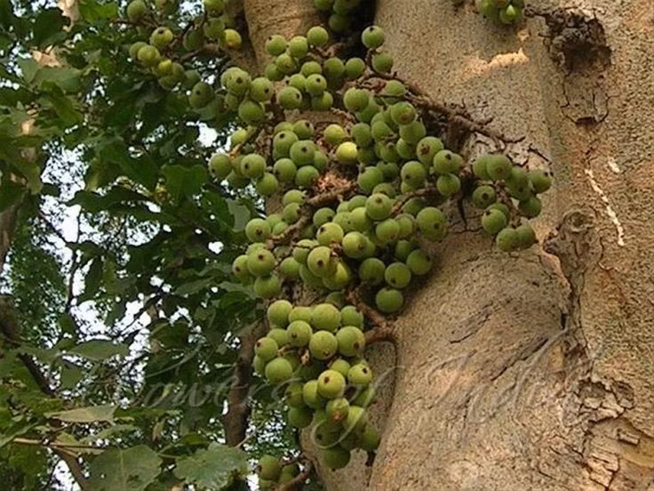 Nơi trú ẩn của nhiều loài động vật. Quả và tán cây sung thu hút chim, dơi và côn trùng, góp phần duy trì đa dạng sinh học trong hệ sinh thái địa phương. Ảnh: Pinterest.