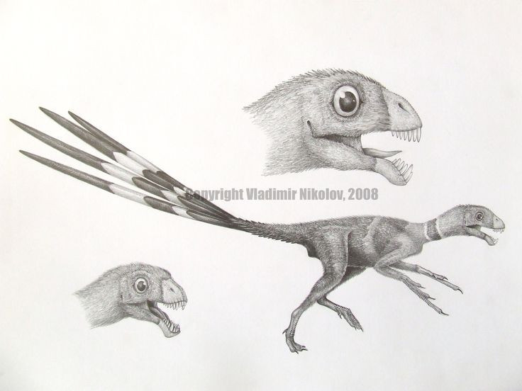 Có hàm răng bất thường. Răng Epidexipteryx nhỏ, nhọn, thích hợp cho chế độ ăn côn trùng. Ảnh: Pinterest.