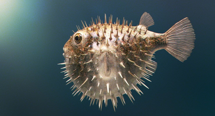 Chúng có đôi mắt lớn thích nghi với môi trường thiếu sáng. Mắt to giúp chúng phát hiện nguy hiểm từ xa dưới các điều kiện ánh sáng yếu. Ảnh: Pinterest.