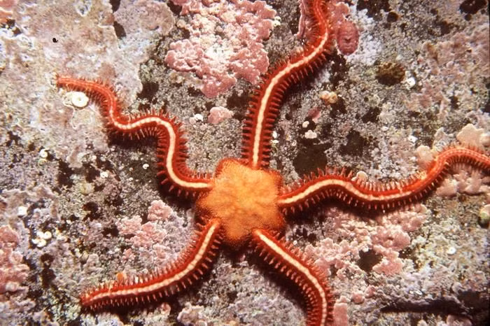Cơ thể của chúng có năm tay dài và linh hoạt. Các cánh tay này giúp di chuyển nhanh hơn sao biển thông thường. Ảnh: Pinterest.