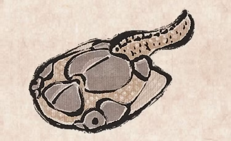 Dấu tích quan trọng trong hóa thạch. Hóa thạch của Drepanaspis được tìm thấy khá nhiều, giúp các nhà khoa học hiểu rõ hơn về giai đoạn đầu của tiến hóa động vật có xương sống. Ảnh: Pinterest.