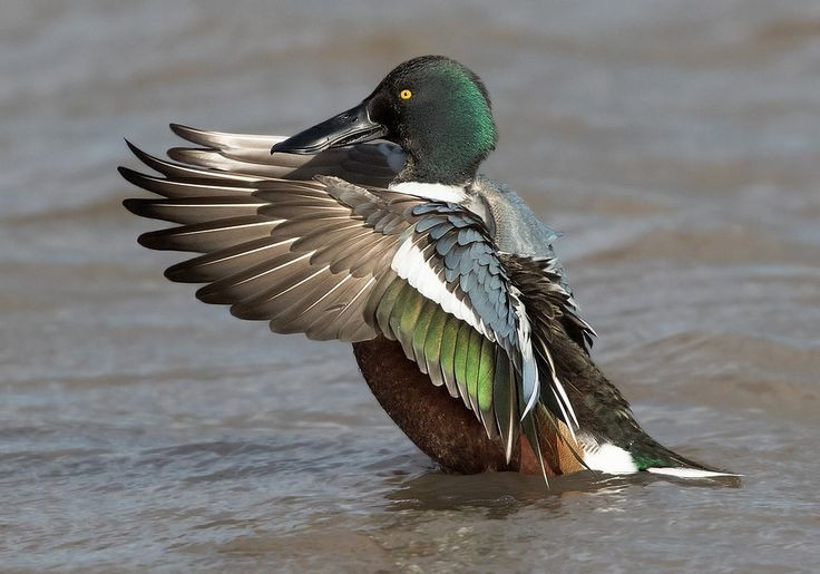 3. Phân bố khắp Bắc bán cầu và di cư đường dài. Chúng sinh sản ở vùng ôn đới Bắc Mỹ, châu Âu và châu Á, sau đó di cư hàng nghìn kilomet đến châu Phi, Ấn Độ và Đông Nam Á để trú đông. Ảnh: Pinterest.