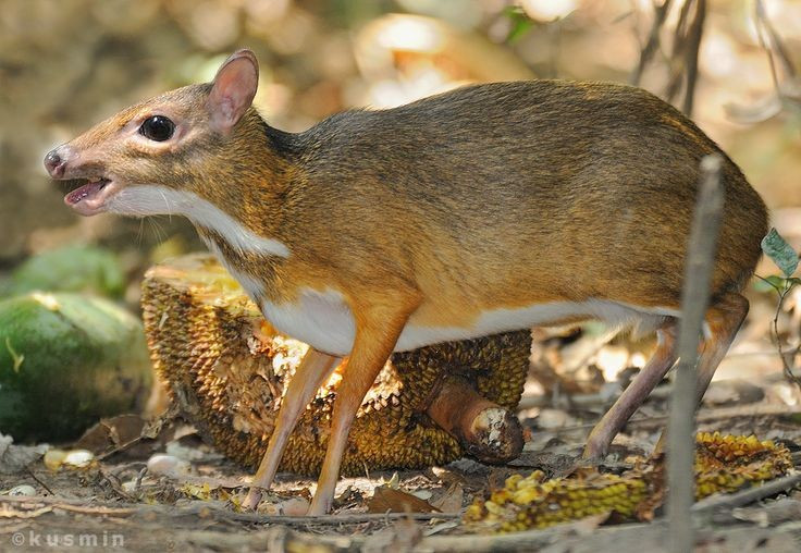 3. Sống đơn độc và cực kỳ kín đáo. Chúng thường hoạt động đơn lẻ trong các bụi rậm rừng rậm, có tính nhút nhát và rất khó quan sát trong tự nhiên. Ảnh: Pinterest.