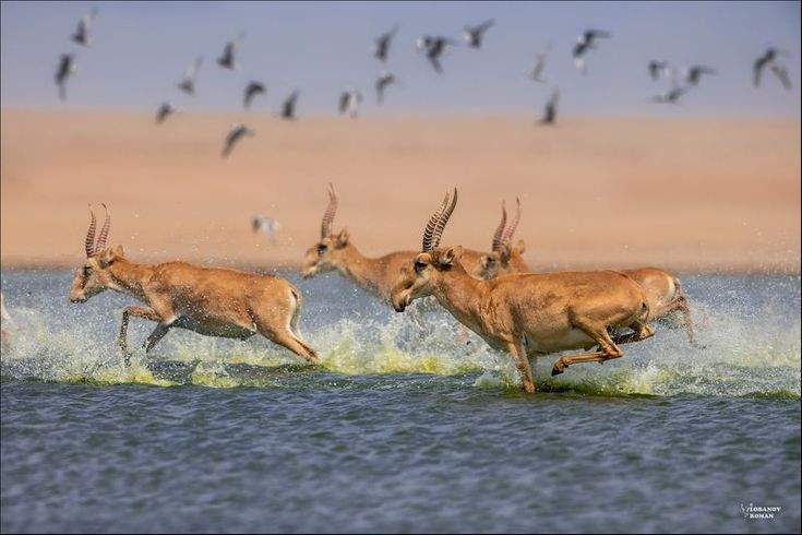 Tốc độ chạy nhanh đáng kinh ngạc. Saiga có thể đạt tốc độ lên đến 80 km/h, ngang ngửa với những loài ăn cỏ nhanh nhẹn nhất, giúp chúng thoát khỏi thú săn mồi nơi thảo nguyên. Ảnh: Pinterest.