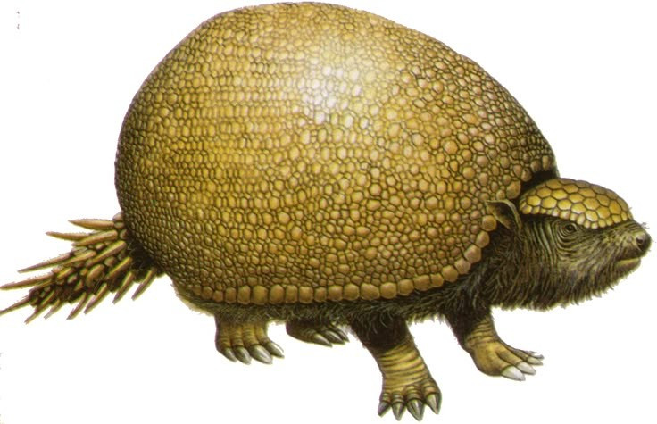 3. Lớp vỏ của Glyptodon được tạo thành từ hàng ngàn mảnh xương nhỏ. Cấu trúc mai của nó bao gồm các mảnh xương hình lục giác gắn liền với nhau, giúp tăng độ bền và chịu lực. Ảnh: Pinterest.