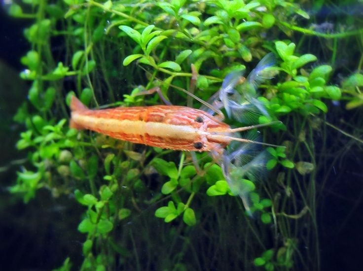 Cách kiếm ăn của loài này gần như không giống bất kỳ loài tôm nào khác. Thay vì săn mồi hay bới đáy, tôm tre đứng cố định trong dòng nước và giăng “quạt” để lọc vi tảo, mảnh vụn hữu cơ và sinh vật phù du. Ảnh: Pinterest.