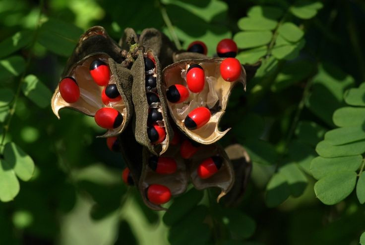 1. Cây cam thảo dây là loài dây leo thân mềm, sống lâu năm. Chúng mọc khỏe, có thể leo cao trên các cây khác và sinh trưởng mạnh mẽ ở vùng nhiệt đới. Ảnh: Pinterest.