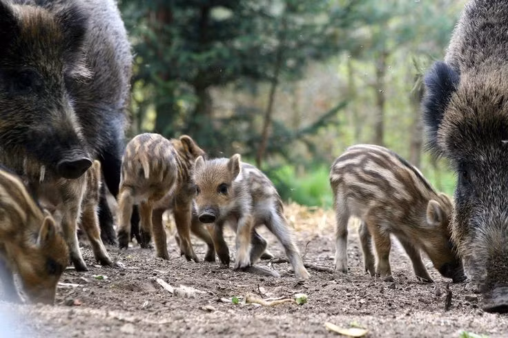8. Được xem là biểu tượng văn hóa ở nhiều nền văn minh. Trong thần thoại Hy Lạp, Ấn Độ và nhiều nền văn hóa Á – Âu, lợn rừng xuất hiện như một biểu tượng của sức mạnh, sự bền bỉ và thử thách chiến binh. Ảnh: Pinterest.