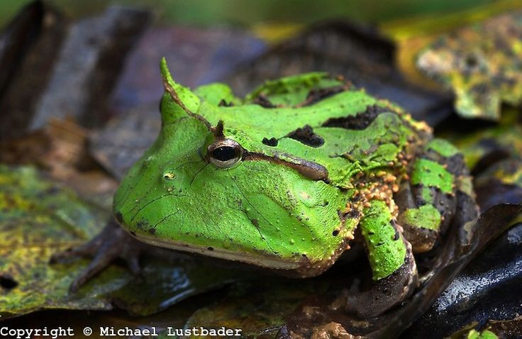 Miệng rộng gần bằng cả cơ thể. Một trong những đặc điểm nổi bật của loài ếch này là chiếc miệng cực lớn so với kích thước cơ thể. Hàm rộng cho phép chúng nuốt những con mồi khá to như chuột nhỏ, thằn lằn, chim non và thậm chí cả những con ếch khác. Vì vậy, chúng thường được mệnh danh là “ếch Pac-Man” trong thế giới động vật. Ảnh: Pinterest.