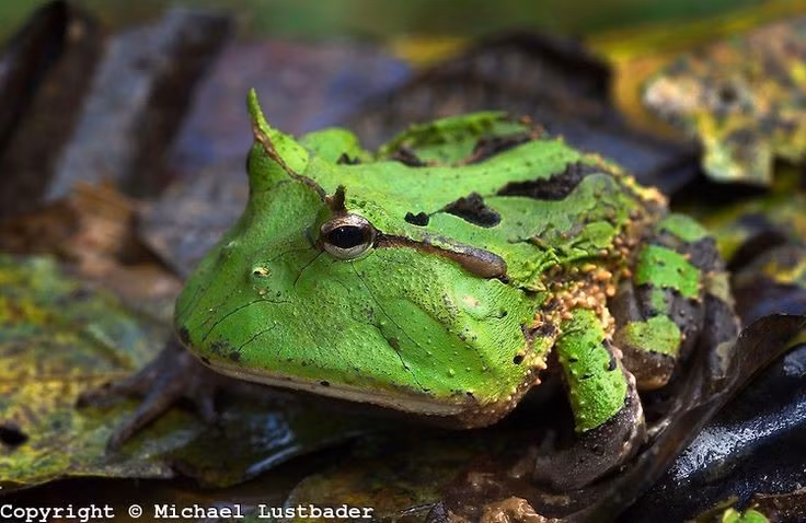 Miệng rộng gần bằng cả cơ thể. Một trong những đặc điểm nổi bật của loài ếch này là chiếc miệng cực lớn so với kích thước cơ thể. Hàm rộng cho phép chúng nuốt những con mồi khá to như chuột nhỏ, thằn lằn, chim non và thậm chí cả những con ếch khác. Vì vậy, chúng thường được mệnh danh là “ếch Pac-Man” trong thế giới động vật. Ảnh: Pinterest.