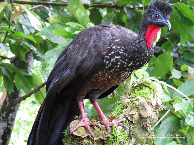 Chủ yếu sống trên cây trong rừng nhiệt đới. Khác với nhiều loài gà sống dưới mặt đất, gà cây châu Mỹ dành phần lớn thời gian trên các cành cây cao. Chúng ngủ, làm tổ và tìm kiếm thức ăn trong tán rừng, chỉ thỉnh thoảng mới xuống đất để uống nước hoặc kiếm thêm thức ăn rơi vãi. Ảnh: Pinterest.