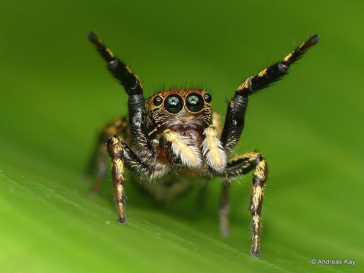 Đôi mắt trước có thị lực tốt nhất thế giới nhện. Nhện nhảy sở hữu bốn cặp mắt, trong đó cặp mắt trước cực lớn giúp chúng nhìn rõ chi tiết, nhận biết màu sắc và thậm chí cảm nhận chiều sâu không gian, điều hiếm thấy ở động vật không xương sống. Ảnh: Pinterest.