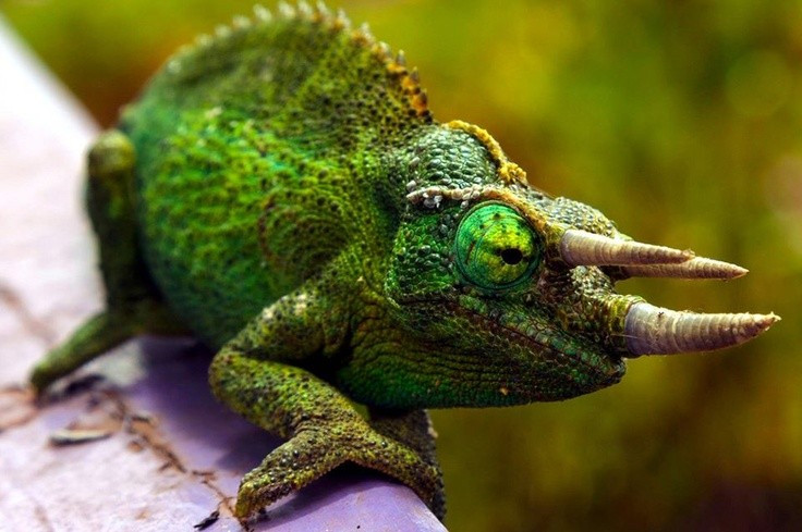 Tắc kè hoa ba sừng có ba chiếc sừng đặc trưng trên đầu. Con đực của tắc kè hoa ba sừng sở hữu hai sừng trước mắt và một sừng trên mũi, tạo dáng vẻ như một “khủng long ba sừng mini”, trong khi con cái thường không có sừng. Ảnh: Pinterest.