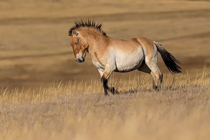 Văn hóa Botai ở Kazakhstan. Những phát hiện tại các di chỉ của văn hóa Botai, niên đại khoảng 3500–3000 TCN, cho thấy dấu vết rõ ràng của ngựa thuần hóa, bao gồm xương ngựa, vết mòn do dây cương và dấu hiệu vắt sữa ngựa. Ảnh: Pinterest.