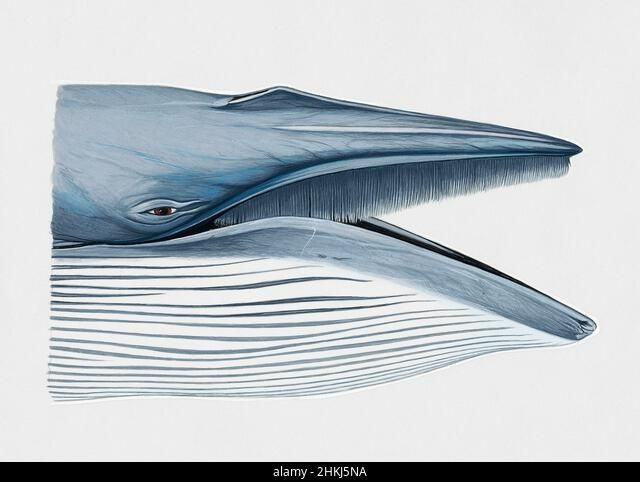 1. Thuộc nhóm cá voi tấm sừng hàm. Cá voi Bryde sử dụng tấm sừng thay cho răng để lọc thức ăn từ nước biển, chủ yếu là cá nhỏ và nhuyễn thể. Ảnh: Pinterest.