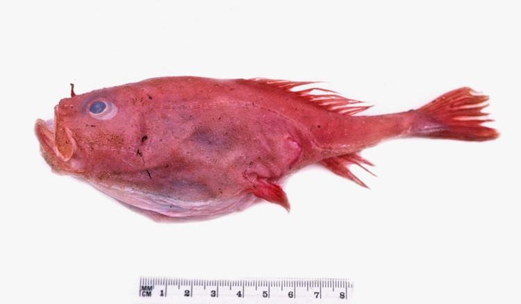 Có “cần câu” ngay trên đầu. Giống nhiều loài trong bộ Lophiiformes, cá quan tài sở hữu một cấu trúc giống cần câu nhỏ trên đầu để dụ con mồi. Khi con mồi lại gần, chúng tung đòn chớp nhoáng. Ảnh: inaturalist.