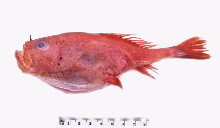 Có “cần câu” ngay trên đầu. Giống nhiều loài trong bộ Lophiiformes, cá quan tài sở hữu một cấu trúc giống cần câu nhỏ trên đầu để dụ con mồi. Khi con mồi lại gần, chúng tung đòn chớp nhoáng. Ảnh: inaturalist.