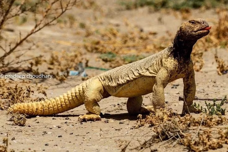 Đóng vai trò quan trọng trong hệ sinh thái sa mạc. Bằng việc ăn thực vật và đào hang, chúng góp phần phát tán hạt giống và cải thiện cấu trúc đất ở các vùng khô cằn. Ảnh: Pinterest.