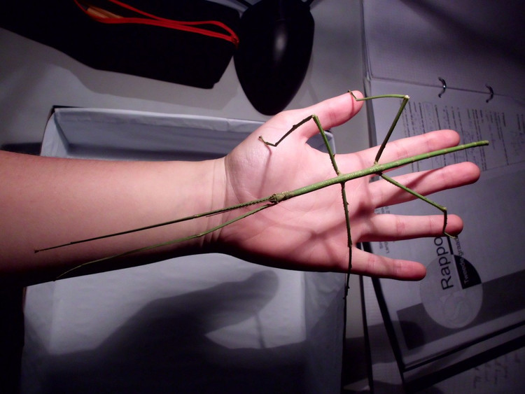 8. Là loài biểu tượng cho khả năng tiến hóa thích nghi. Với hình thái và hành vi đặc biệt, bọ que khổng lồ thường được trích dẫn trong các nghiên cứu sinh học về ngụy trang, tiến hóa và cơ chế sinh tồn trong tự nhiên. Ảnh: insects-invertebrates.weebly.com.