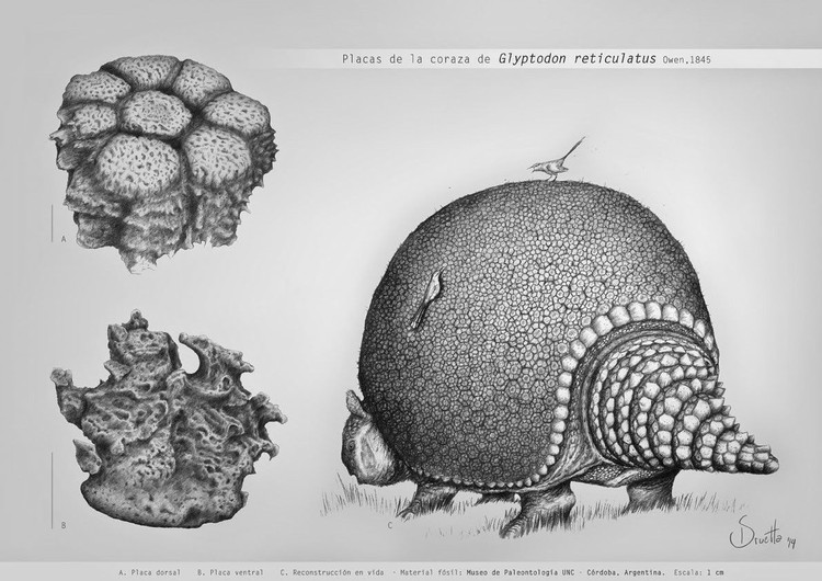 4. Glyptodon có đuôi rất mạnh và được bọc giáp. Đuôi của chúng giống như chùy chiến, có thể được sử dụng để phòng vệ hoặc chiến đấu với các cá thể cùng loài. Ảnh: Pinterest.