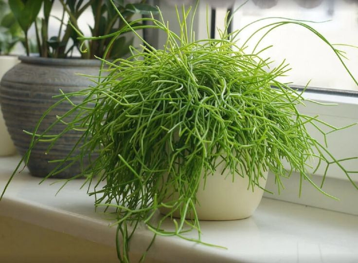 Được ưa chuộng làm cây cảnh. Với dáng rủ mềm mại và dễ chăm sóc trong môi trường trong nhà, xương rồng tầm gửi trở thành lựa chọn phổ biến trong trang trí nội thất xanh. Ảnh: Pinterest.