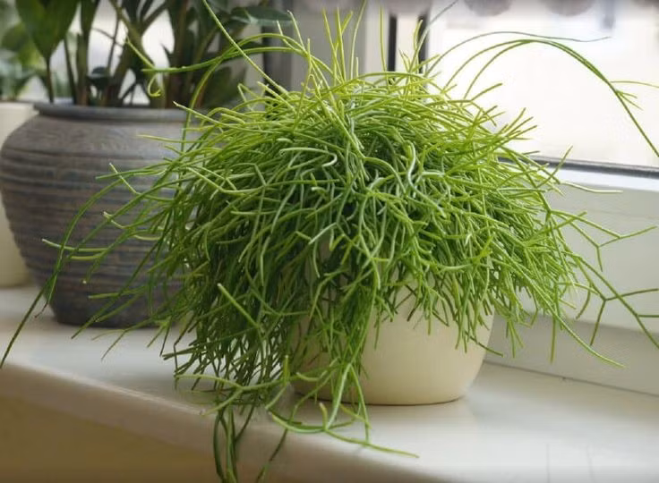 Được ưa chuộng làm cây cảnh. Với dáng rủ mềm mại và dễ chăm sóc trong môi trường trong nhà, xương rồng tầm gửi trở thành lựa chọn phổ biến trong trang trí nội thất xanh. Ảnh: Pinterest.