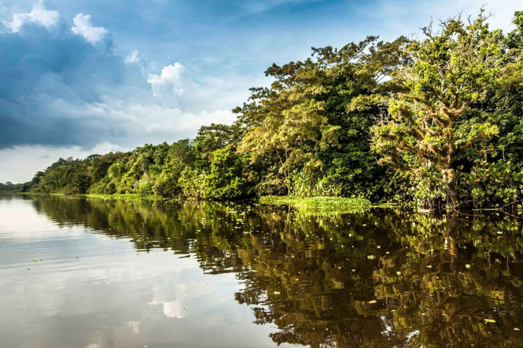 Đóng vai trò quan trọng trong bảo tồn rừng nhiệt đới. Los Katíos là một trong những khu rừng mưa nguyên sinh quan trọng còn lại ở khu vực Tây Bắc Nam Mỹ. Việc bảo vệ công viên không chỉ giúp duy trì đa dạng sinh học mà còn góp phần bảo tồn một phần quan trọng của hệ sinh thái rừng nhiệt đới toàn cầu. Ảnh: parquesnacionales.gov.co.