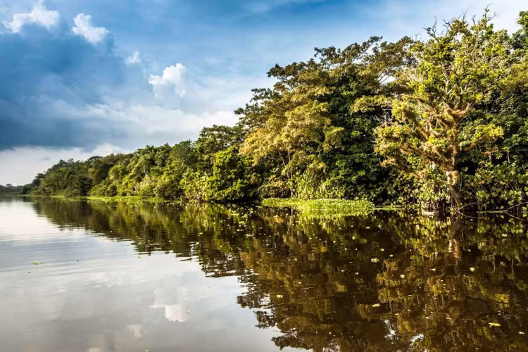 Đóng vai trò quan trọng trong bảo tồn rừng nhiệt đới. Los Katíos là một trong những khu rừng mưa nguyên sinh quan trọng còn lại ở khu vực Tây Bắc Nam Mỹ. Việc bảo vệ công viên không chỉ giúp duy trì đa dạng sinh học mà còn góp phần bảo tồn một phần quan trọng của hệ sinh thái rừng nhiệt đới toàn cầu. Ảnh: parquesnacionales.gov.co.