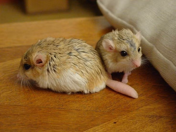 Thức ăn đa dạng. Chúng ăn hạt, côn trùng nhỏ và thực vật khô. Ảnh: Pinterest.