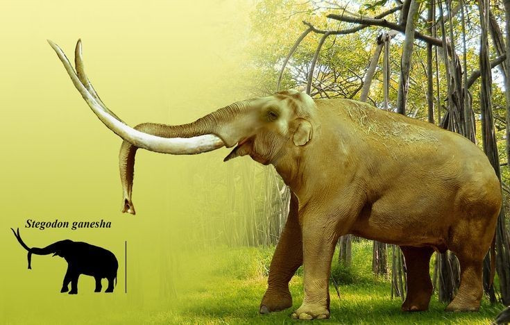 1. Kích thước khổng lồ. Stegodon có thể dài tới 4 mét ở vai và nặng hơn 6 tấn, khiến chúng trở thành một trong những loài voi lớn nhất. Ảnh: Pinterest.