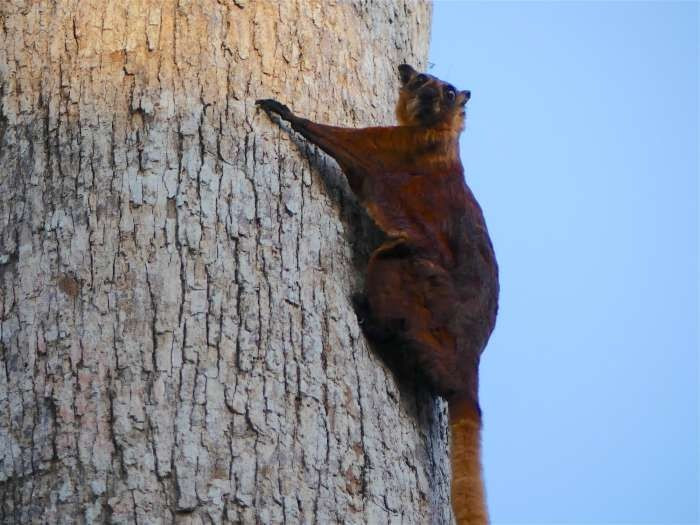 6. Sinh sống ở nhiều nước châu Á. Loài này phân bố rộng rãi từ ở Nam Á và Đông Nam Á, bao gồm cả các khu rừng ở Việt Nam. Ảnh: Pinterest.