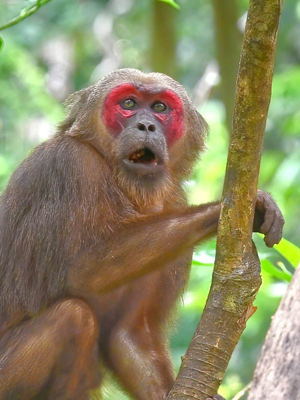 1. Khuôn mặt đỏ thẫm là đặc điểm dễ nhận biết nhất. Khác với các loài khỉ khác cùng chi Macaca, khỉ mặt đỏ có vùng mặt và mông màu đỏ sậm, đặc biệt nổi bật ở con đực trưởng thành, nhất là trong mùa sinh sản. Ảnh: ecologyasia.com.