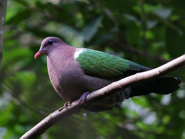 Loài chim này có tập tính sống lặng lẽ và dè dặt. Cu luồng thường đi lại âm thầm trên mặt đất để kiếm ăn, hiếm khi bay cao hay phát ra âm thanh lớn, khiến chúng khó bị phát hiện trong tự nhiên. Ảnh: Pinterest.
