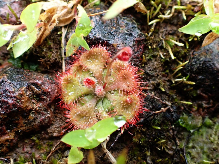 6. Được dùng làm cây cảnh độc đáo. Do có vẻ ngoài lạ mắt và khả năng “săn mồi”, cây trói gà được nhiều người trồng làm cảnh trong lọ thủy tinh hoặc khay đất ẩm. Ảnh: anotherglobaleater.wordpress.com.