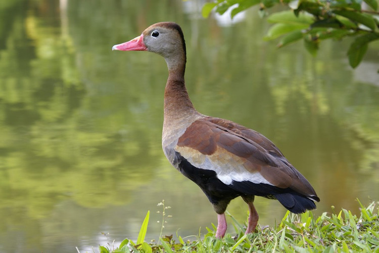 Chế độ ăn chủ yếu là thực vật. Le nâu thường kiếm ăn vào ban đêm hoặc lúc hoàng hôn. Thức ăn chính của chúng gồm hạt cỏ, lúa, thực vật thủy sinh và đôi khi là côn trùng nhỏ. Nhờ khả năng kiếm ăn linh hoạt, chúng thích nghi tốt với cả môi trường tự nhiên lẫn các cánh đồng nông nghiệp. Ảnh: sierwatervogels.nl.