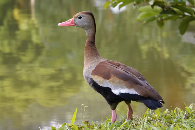 Chế độ ăn chủ yếu là thực vật. Le nâu thường kiếm ăn vào ban đêm hoặc lúc hoàng hôn. Thức ăn chính của chúng gồm hạt cỏ, lúa, thực vật thủy sinh và đôi khi là côn trùng nhỏ. Nhờ khả năng kiếm ăn linh hoạt, chúng thích nghi tốt với cả môi trường tự nhiên lẫn các cánh đồng nông nghiệp. Ảnh: sierwatervogels.nl.