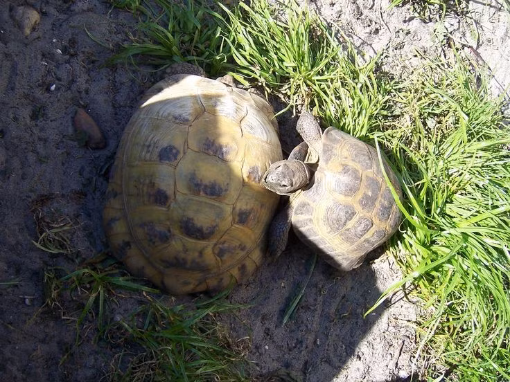 Rất khỏe và bền bỉ. Chúng có thể đi quãng đường dài dưới nắng nóng, nhờ khả năng giữ nước và điều hòa thân nhiệt tốt. Ảnh: Pinterest.
