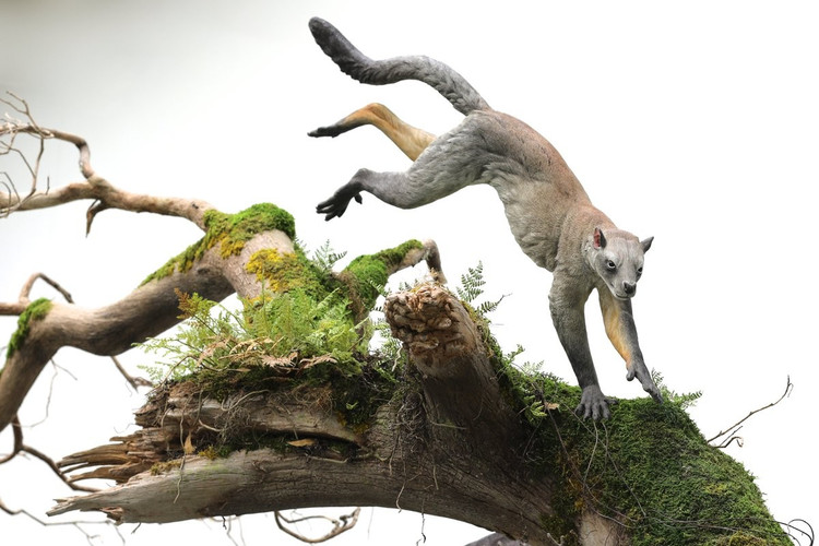 Vai trò trong tiến hóa linh trưởng. Plesiadapis thường được coi là một trong những ứng cử viên sớm nhất cho tổ tiên của linh trưởng - nhóm động vật gồm cả con người, dù vẫn còn nhiều tranh luận. Ảnh: Pinterest.